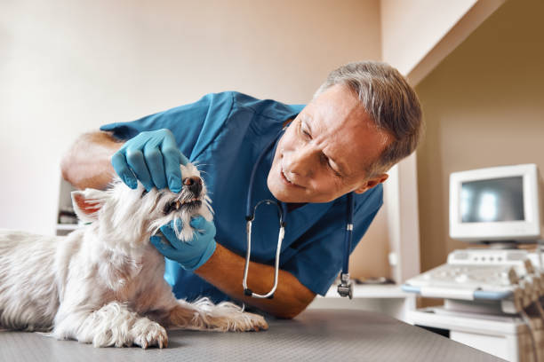 Best Broken Tooth Emergency  in Rouses Point, NY